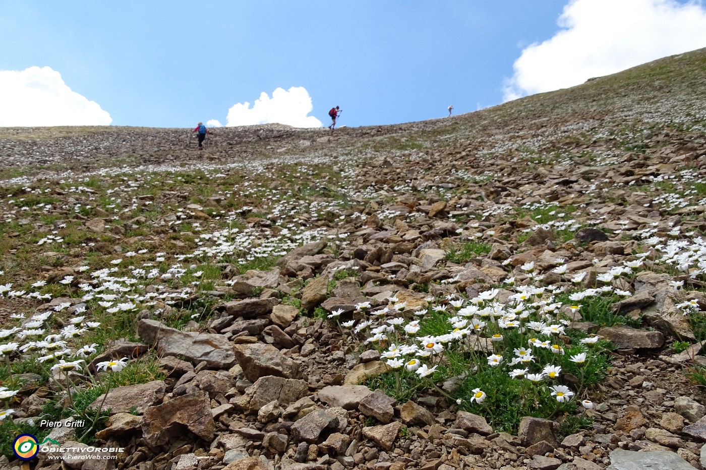 46 Distese di margherite d'Alpe .JPG